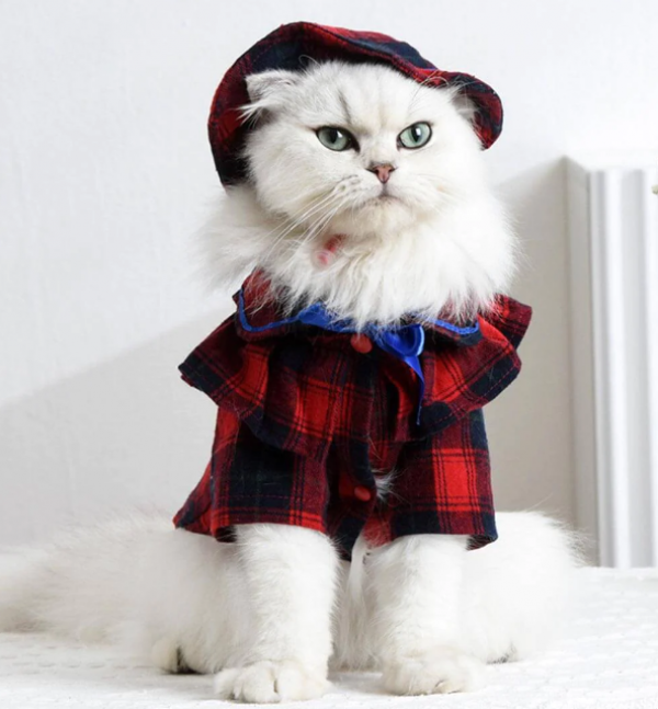 Baju kucing dengan motif kotak-kotak